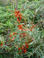 Image of Sea-buckthorn