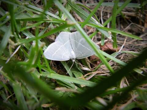 Image of small grass emerald