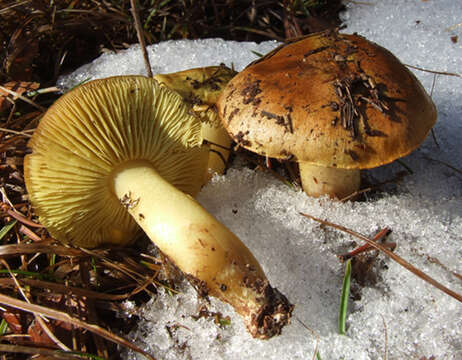 Image of Tricholoma equestre (L.) P. Kumm. 1871