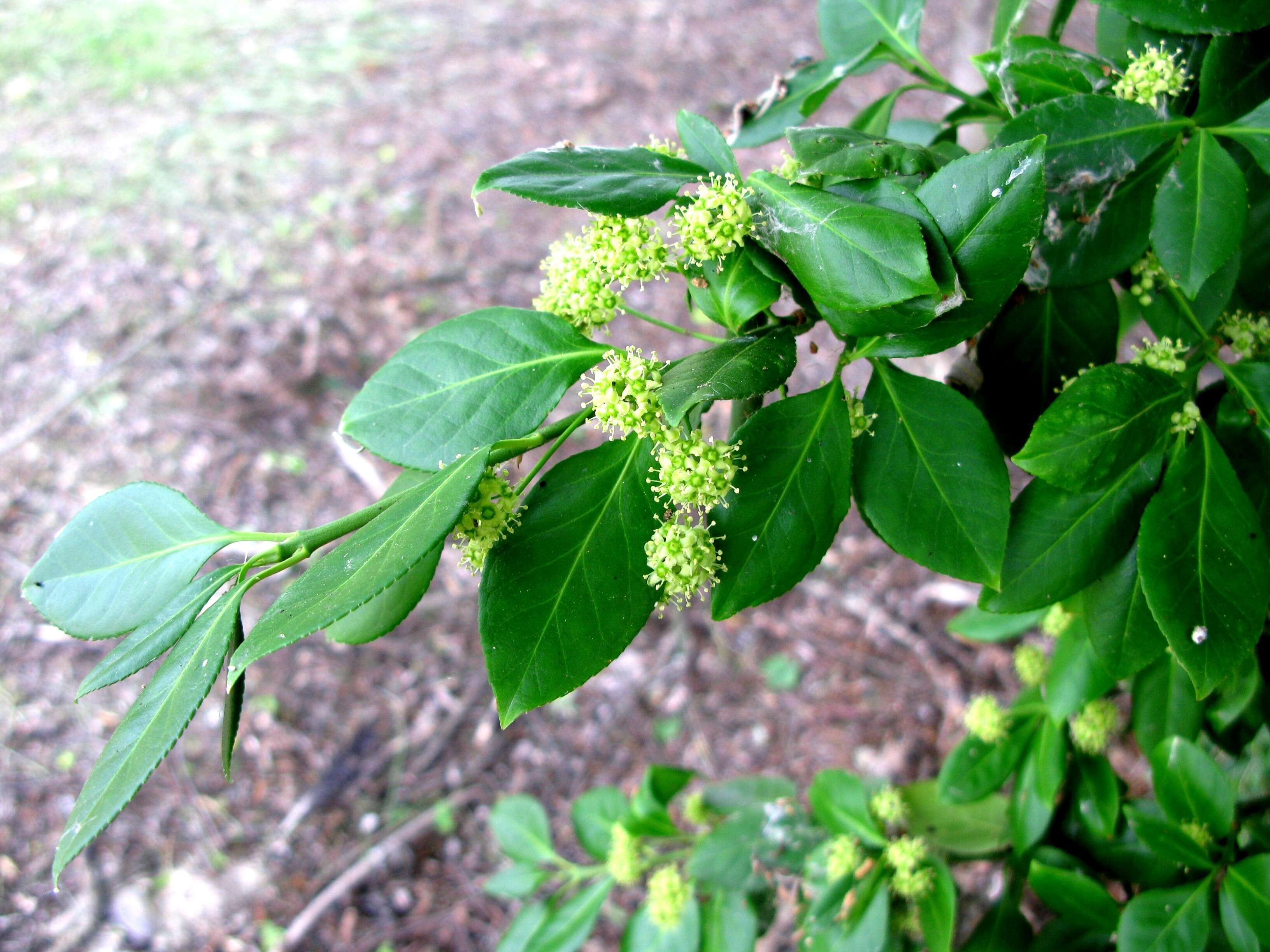 Image of Fortune's Spindle