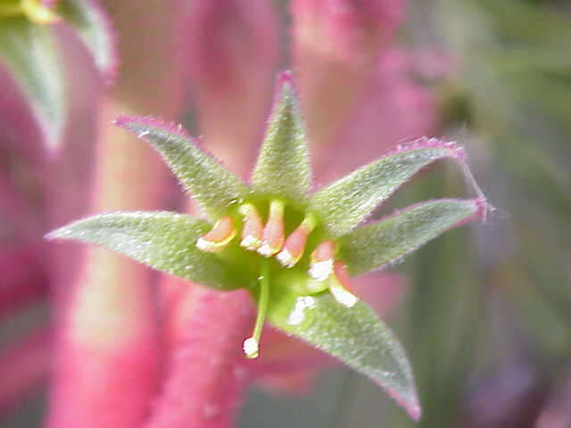 Image of Anigozanthos flavidus Redouté