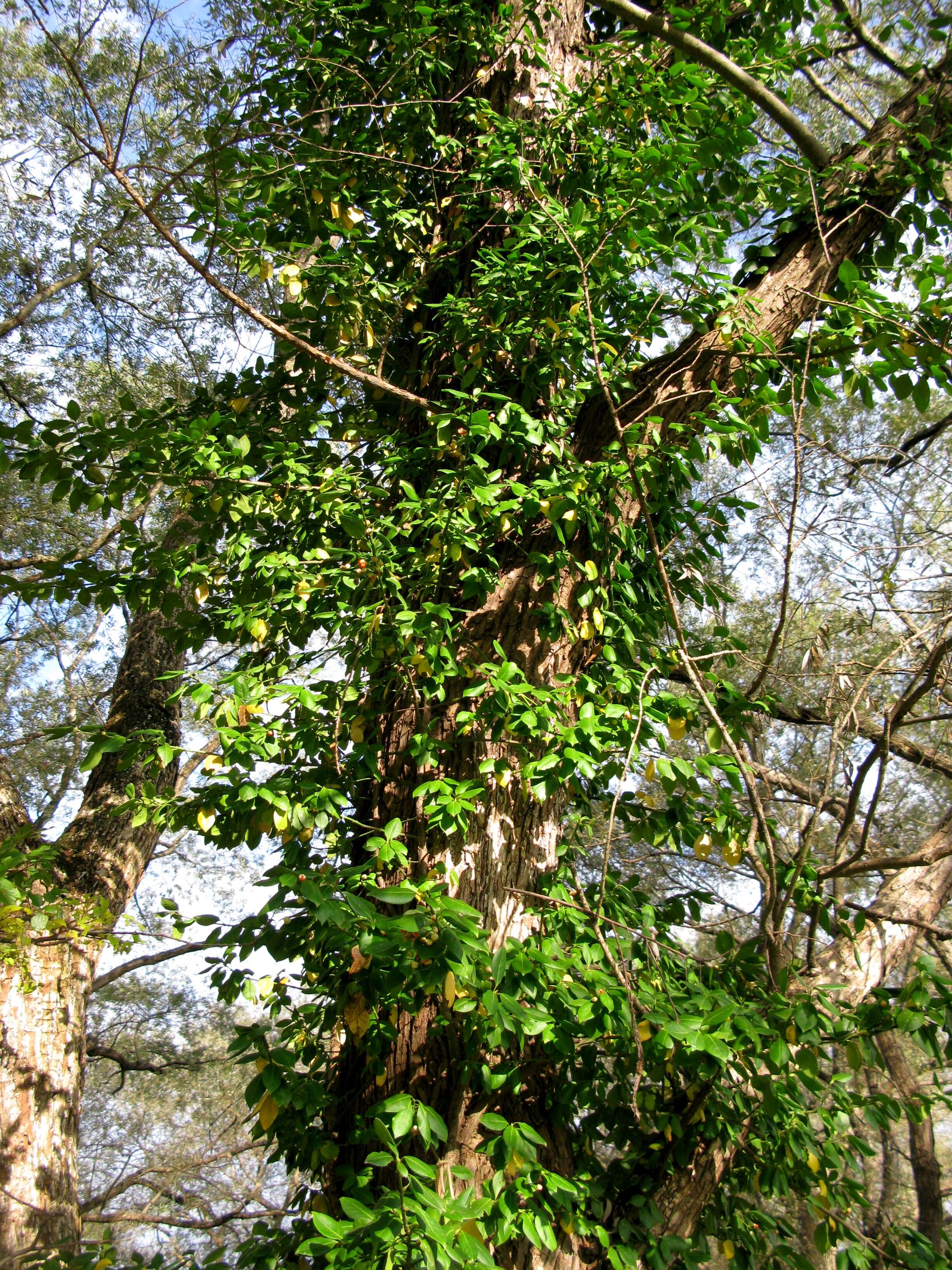 Imagem de Euonymus fortunei (Turcz.) Hand.-Mazz.