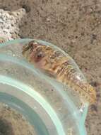 Image of Mussel Blenny