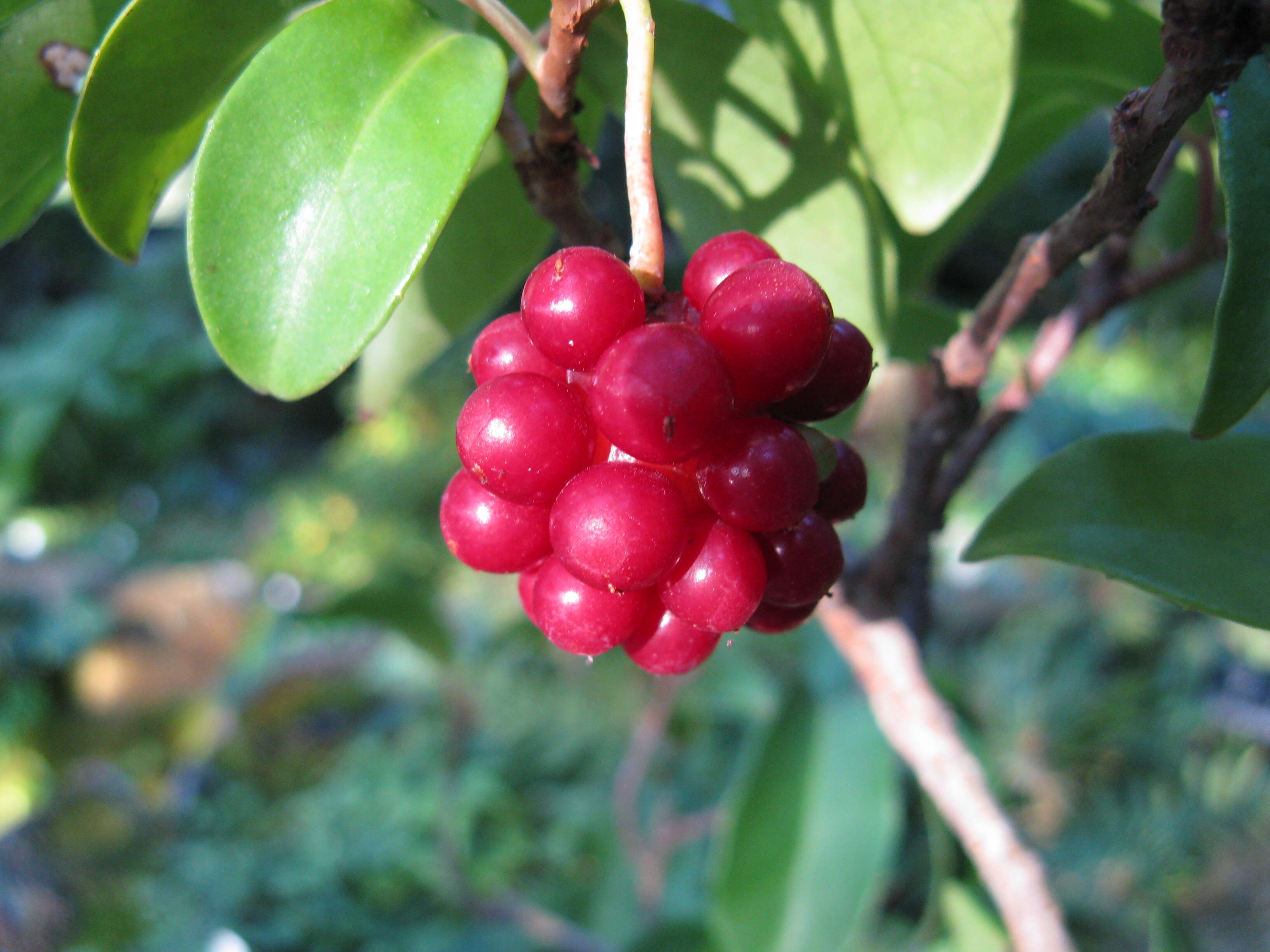 Image de Kadsura japonica (L. fil.) Dun.