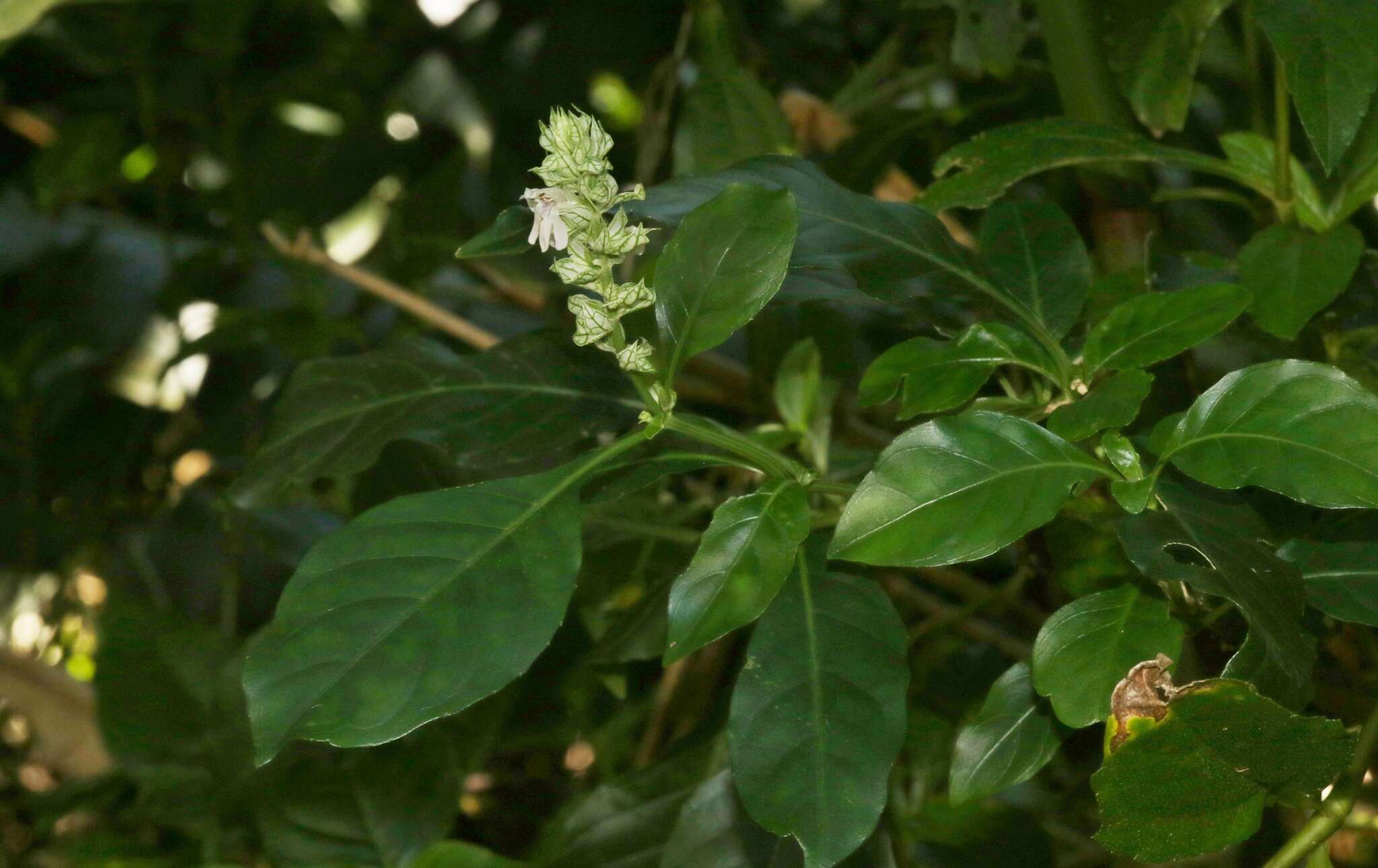 Image of squirrel's tail