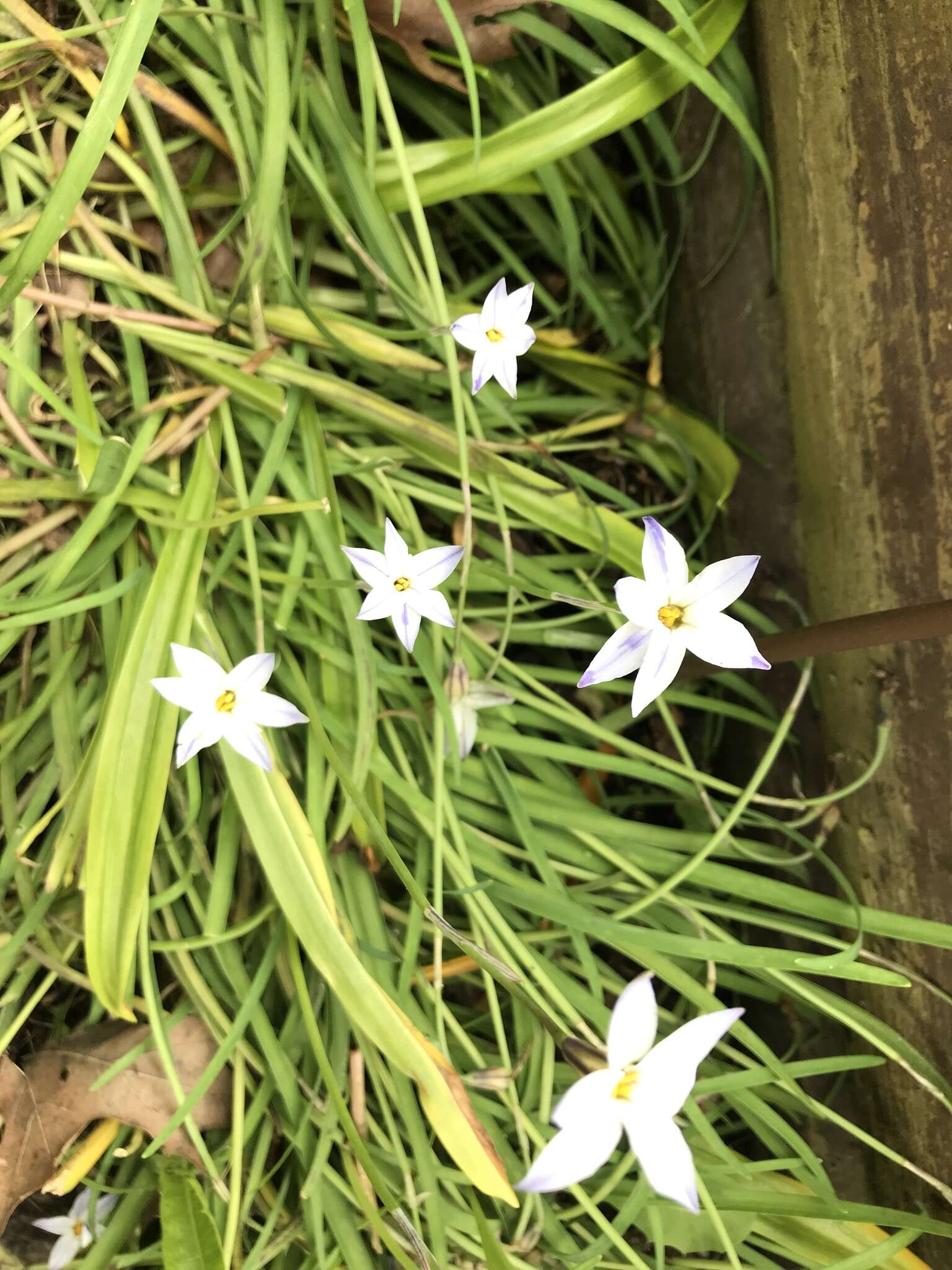 Image of Ipheion