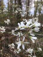 Image de Amelanchier lamarckii F. G. Schroed.