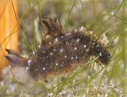 Image of Polycera melanosticta M. C. Miller 1996