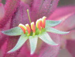 Image of Anigozanthos flavidus Redouté