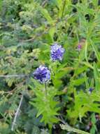 Image of blue pygmyflower