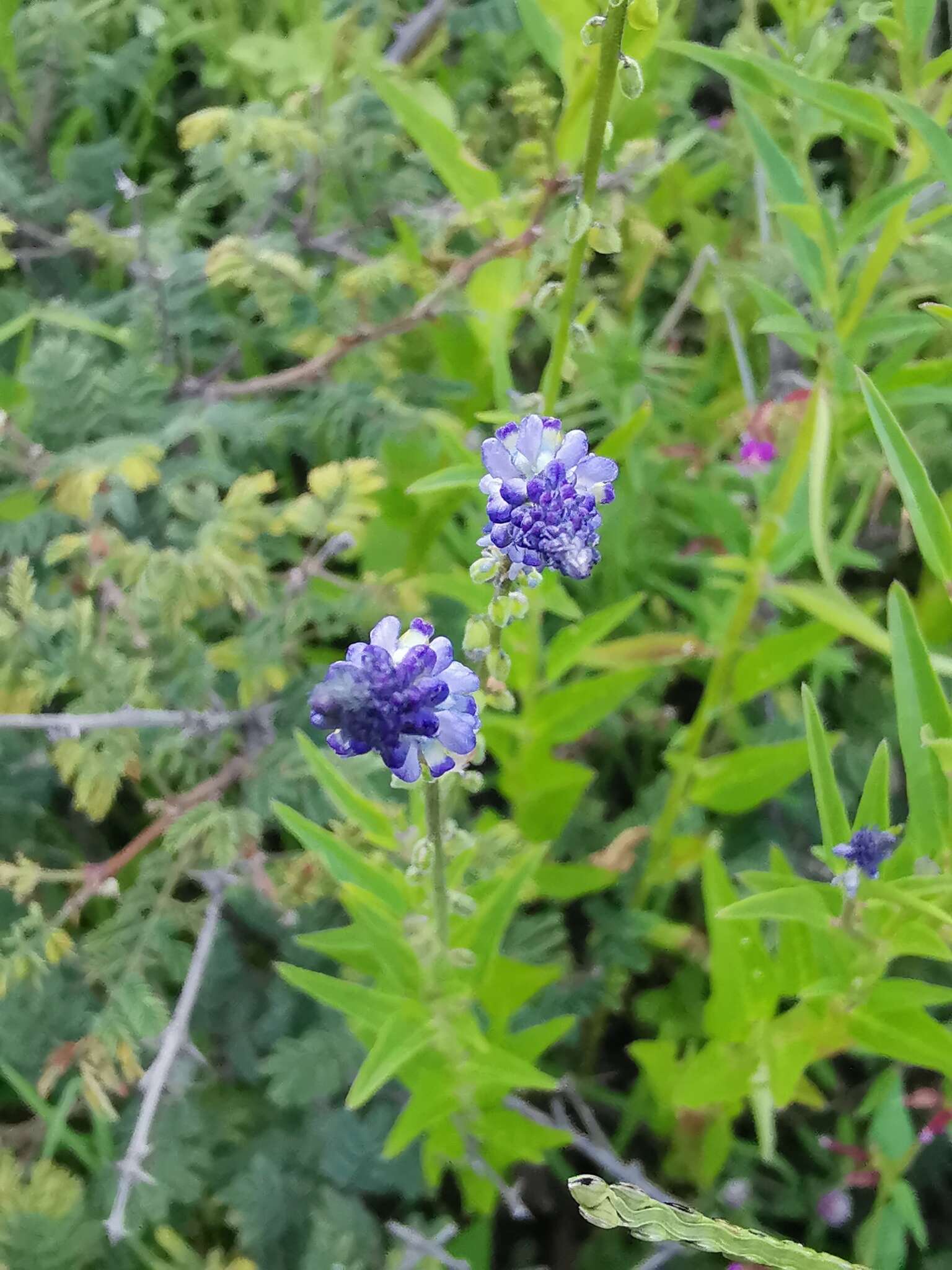 Image of blue pygmyflower