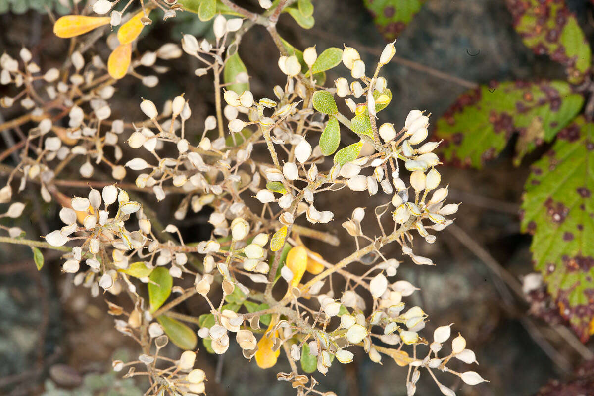 Image of yellowtuft