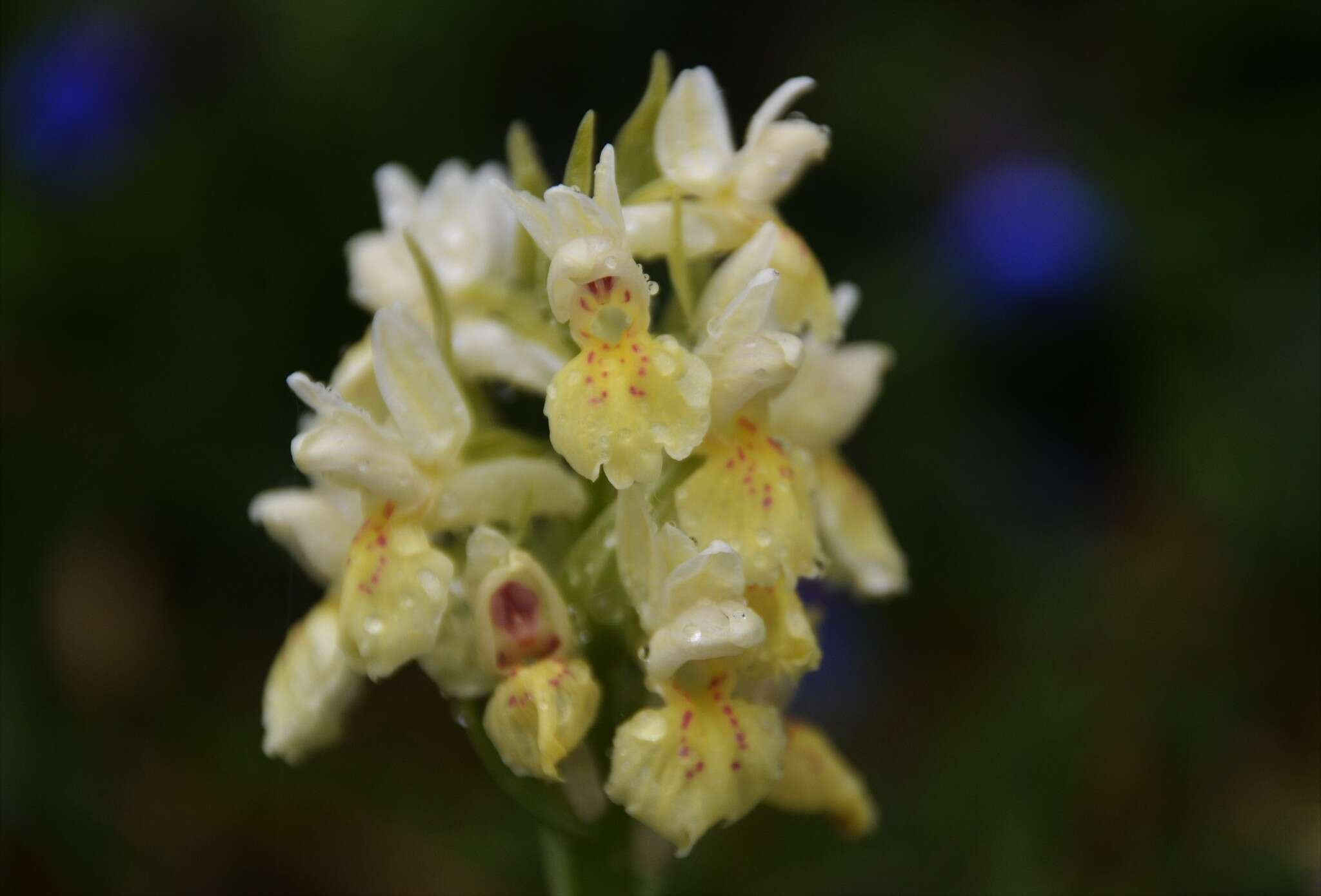 Image of Elder-flowered orchid