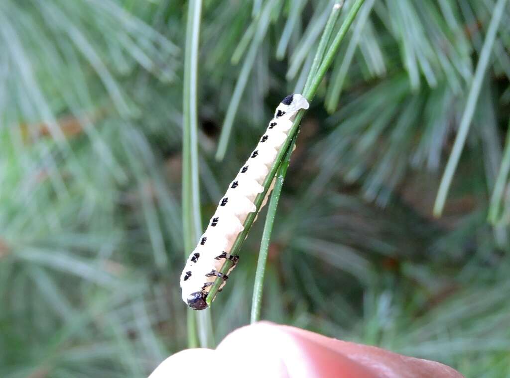 Image of White Pine Sawfly