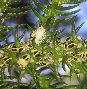 Image of Mealybug