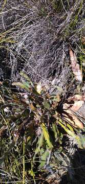 Image of Protea scabriuscula E. Phillips