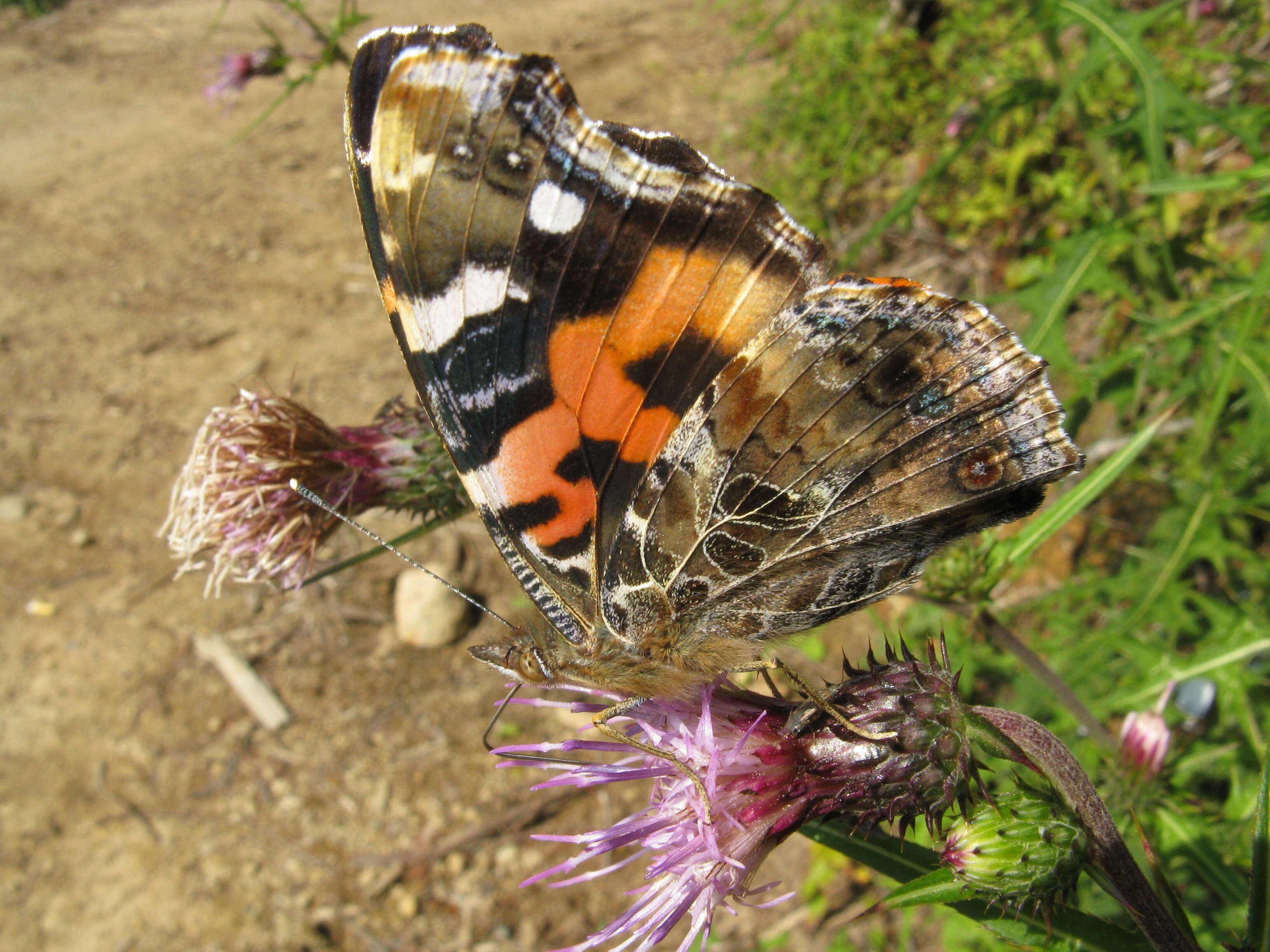 Image of Asian Admiral