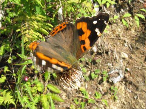 Image of Asian Admiral