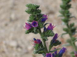 Image of Echium gaditanum Boiss.