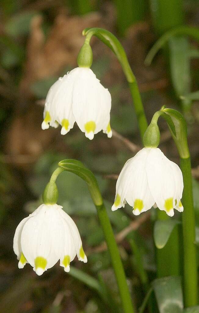 Image of Spring Snowflake