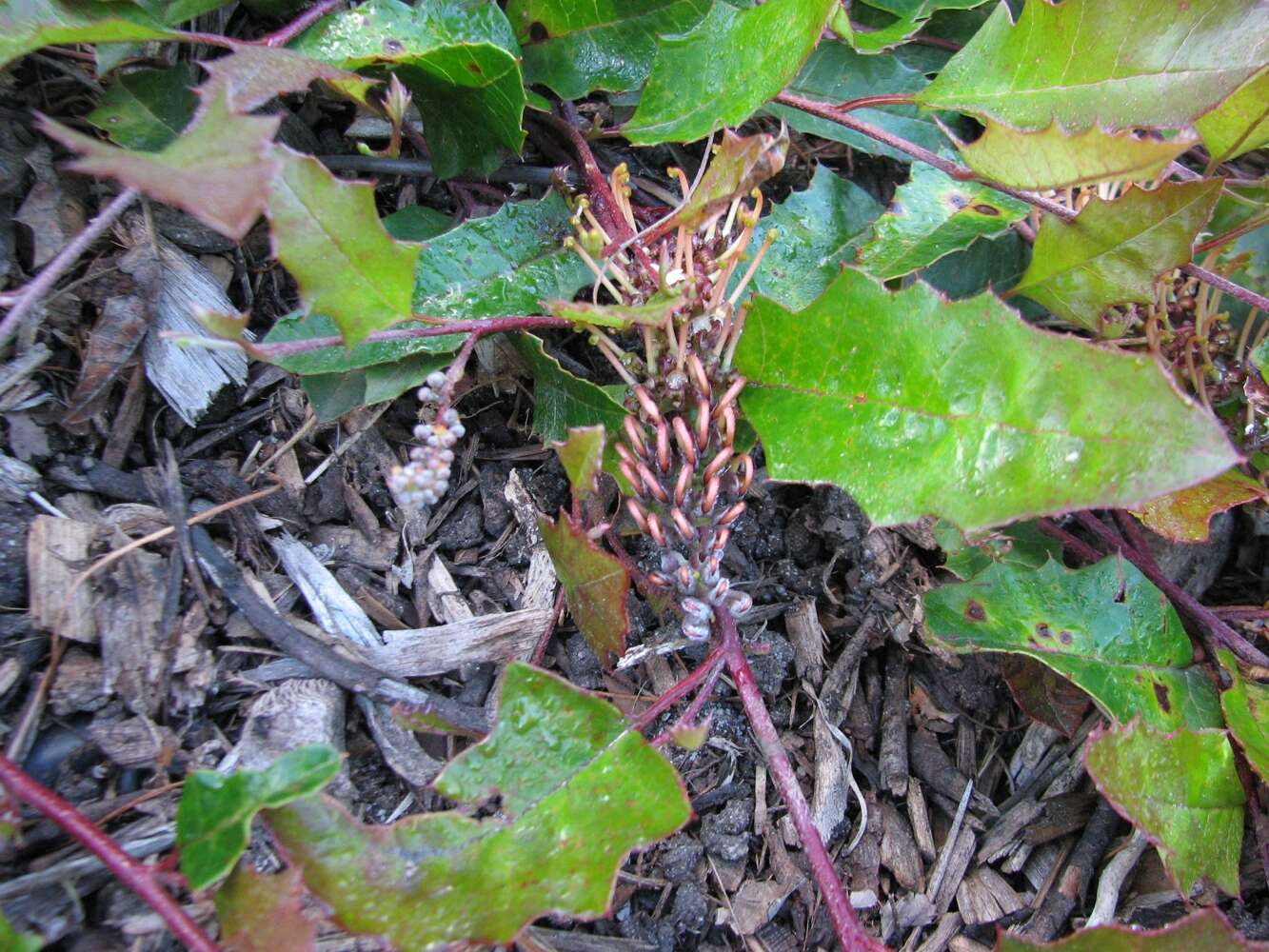 Image of Grevillea repens F. Müll.