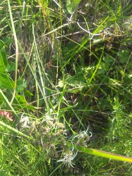 Image of narrowleaf whitetop aster