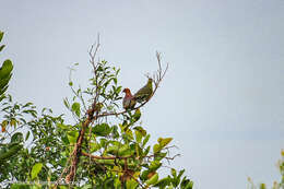 Image of Cinnamon-headed Green Pigeon