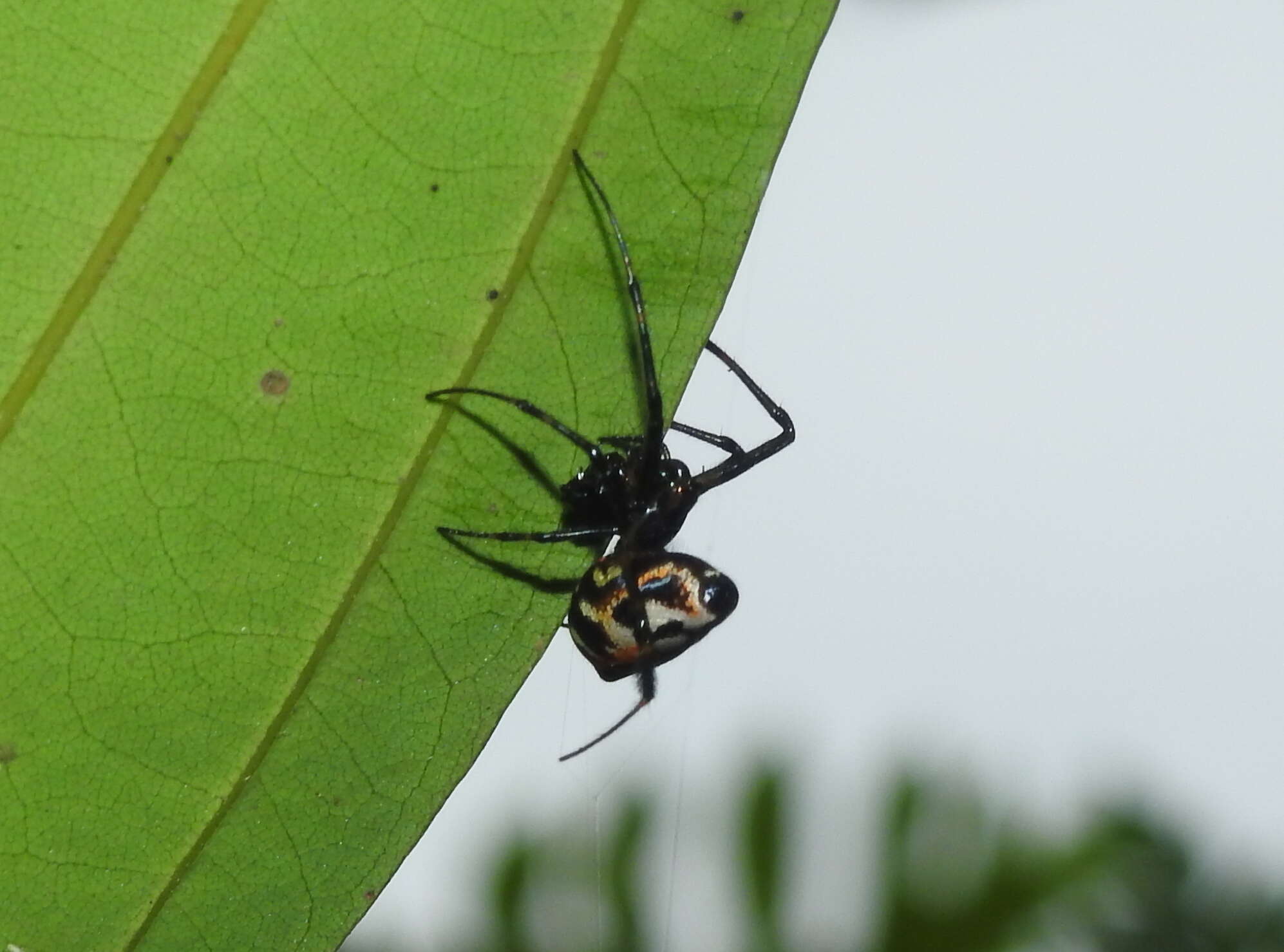 Image of Leucauge fastigata