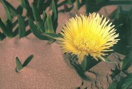 Image of hottentot fig