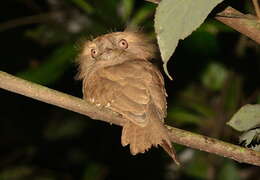 Image of Ceylon Frogmouth