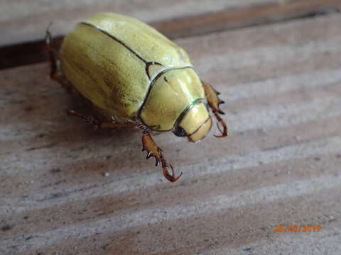 Image of goldsmith beetle