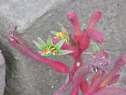 Image of Anigozanthos flavidus Redouté