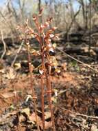 Image of Spring coralroot