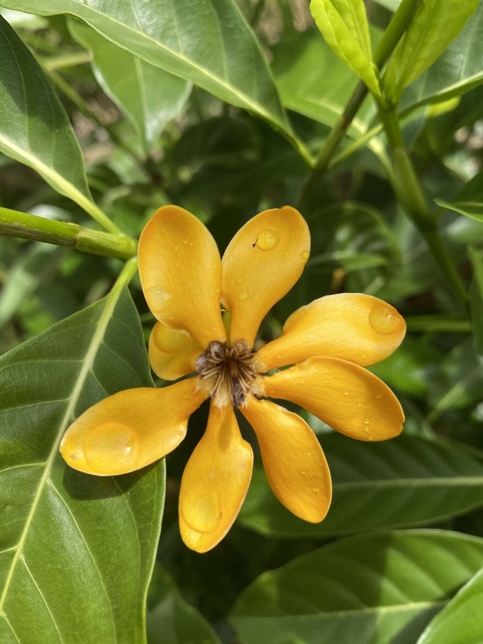 Gardenia mutabilis Reinw. ex Blume resmi