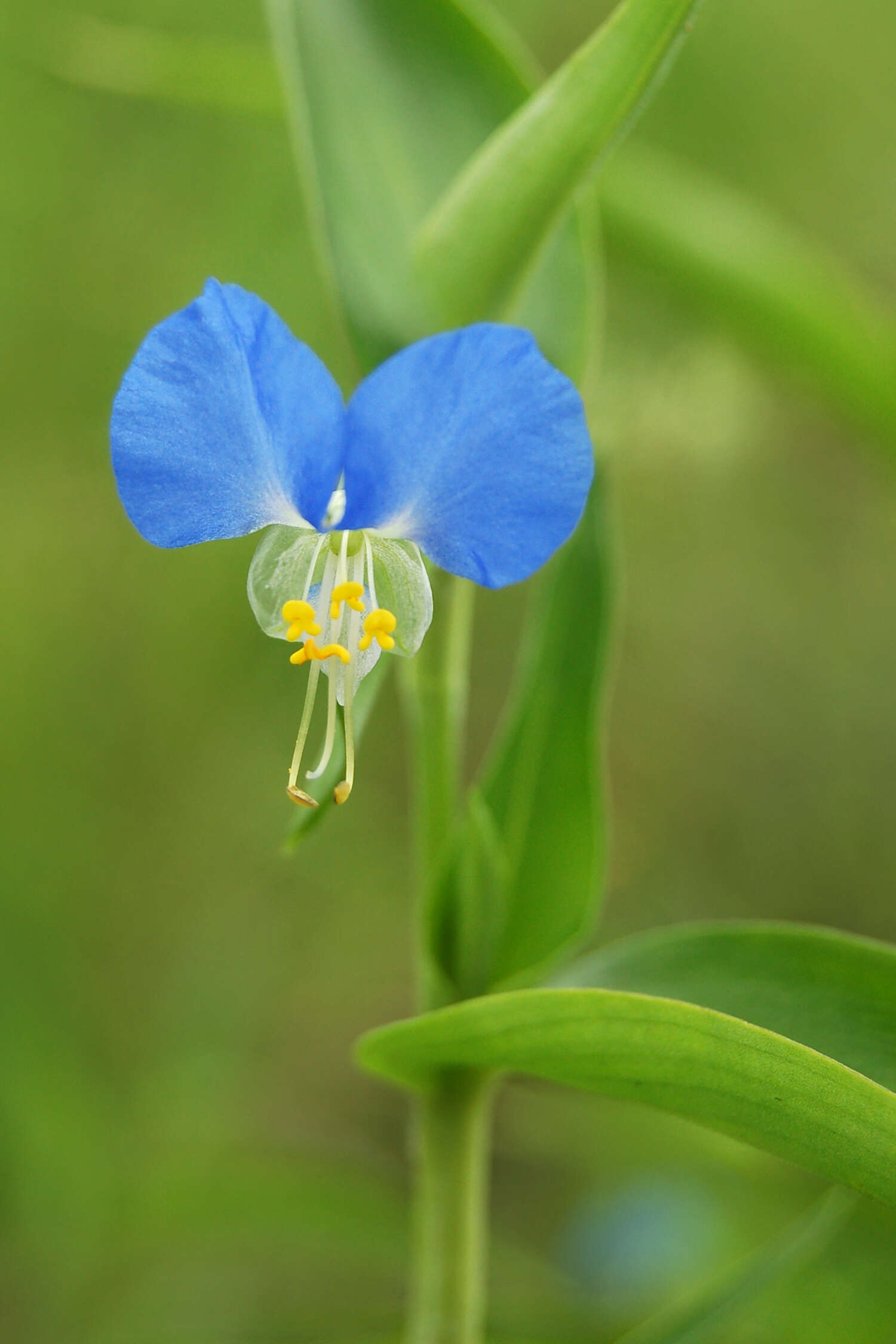 Image of Asiatic dayflower