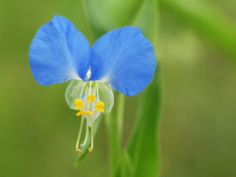 Image of Asiatic dayflower