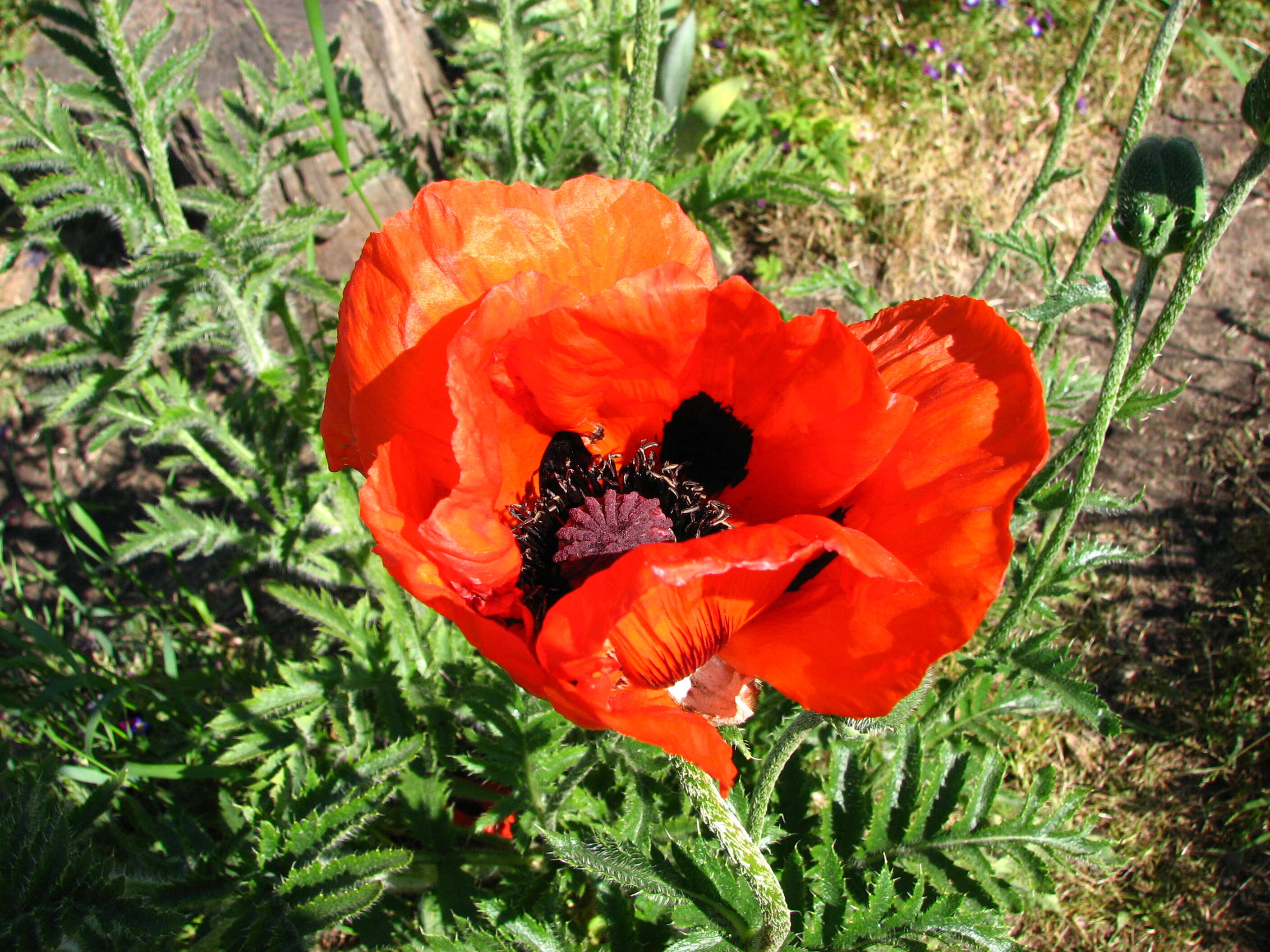 Image of Oriental poppy