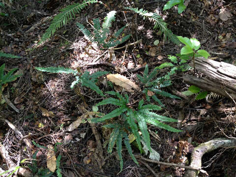 Image of rough maidenhair