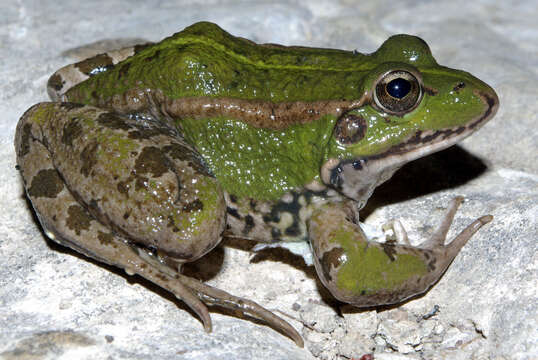 Image of Perez's Frog