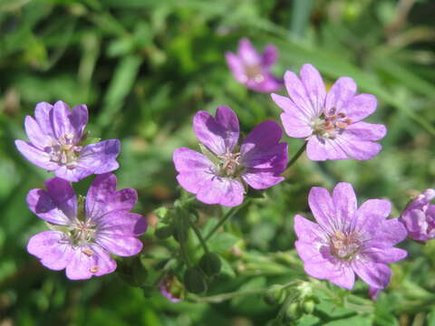 Image of hedgerow geranium