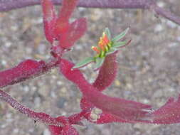 Image of Anigozanthos flavidus Redouté