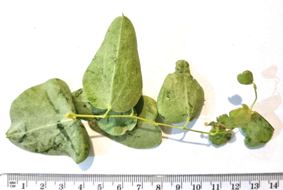 Dioscorea hemicrypta Burkill resmi