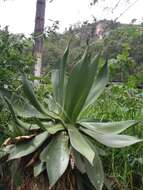 Image of Chamula agave