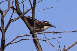 Image of Chestnut-crowned Babbler