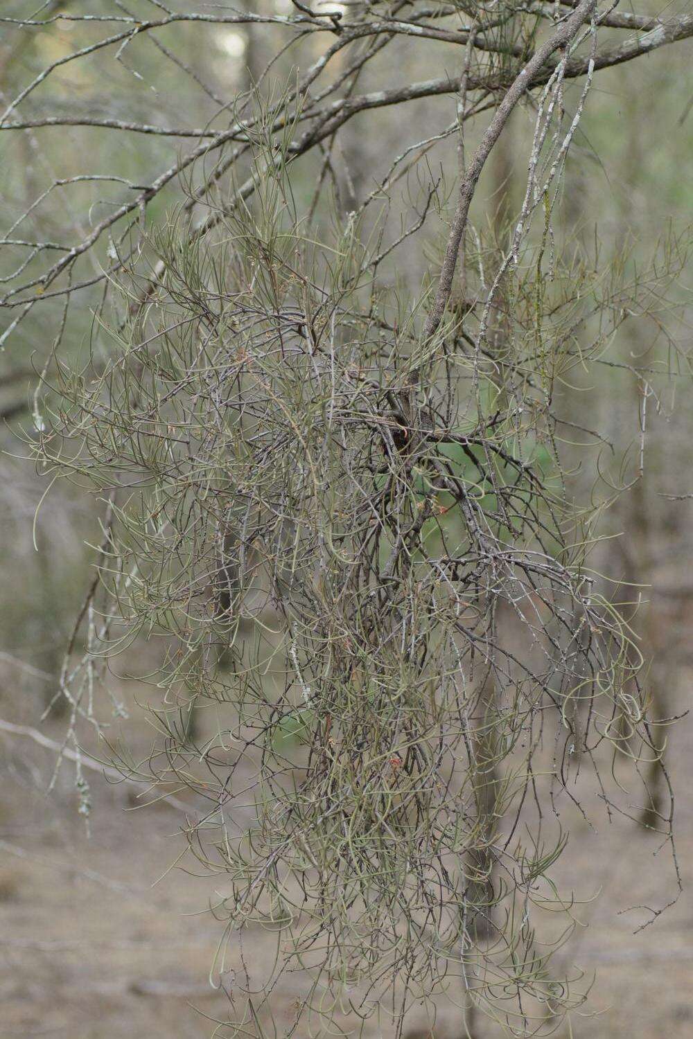 Amyema linophylla (Fenzl) Tieghem的圖片