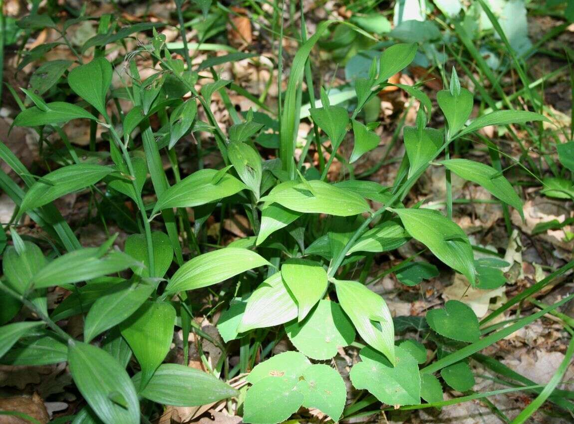 Imagem de Ruscus hypoglossum L.