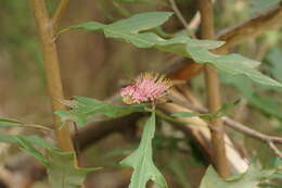 Image of Grevillea barklyana F. Müll. ex Benth.