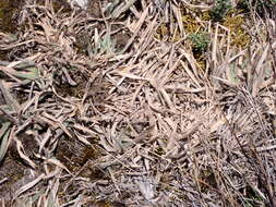 Image of Paspalum bonplandianum Flüggé