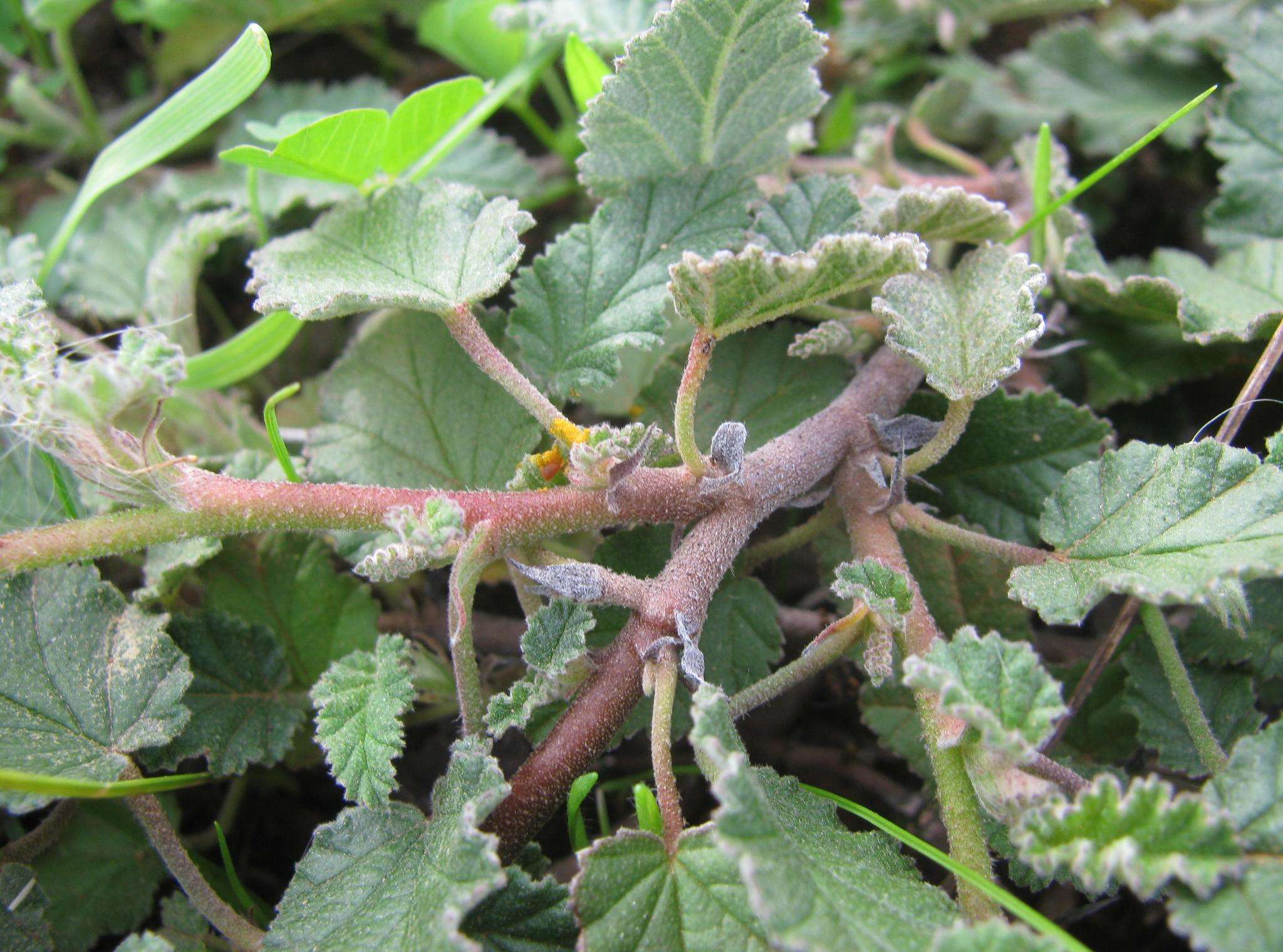 Image of Hermannia althaeoides Hort. ex Link