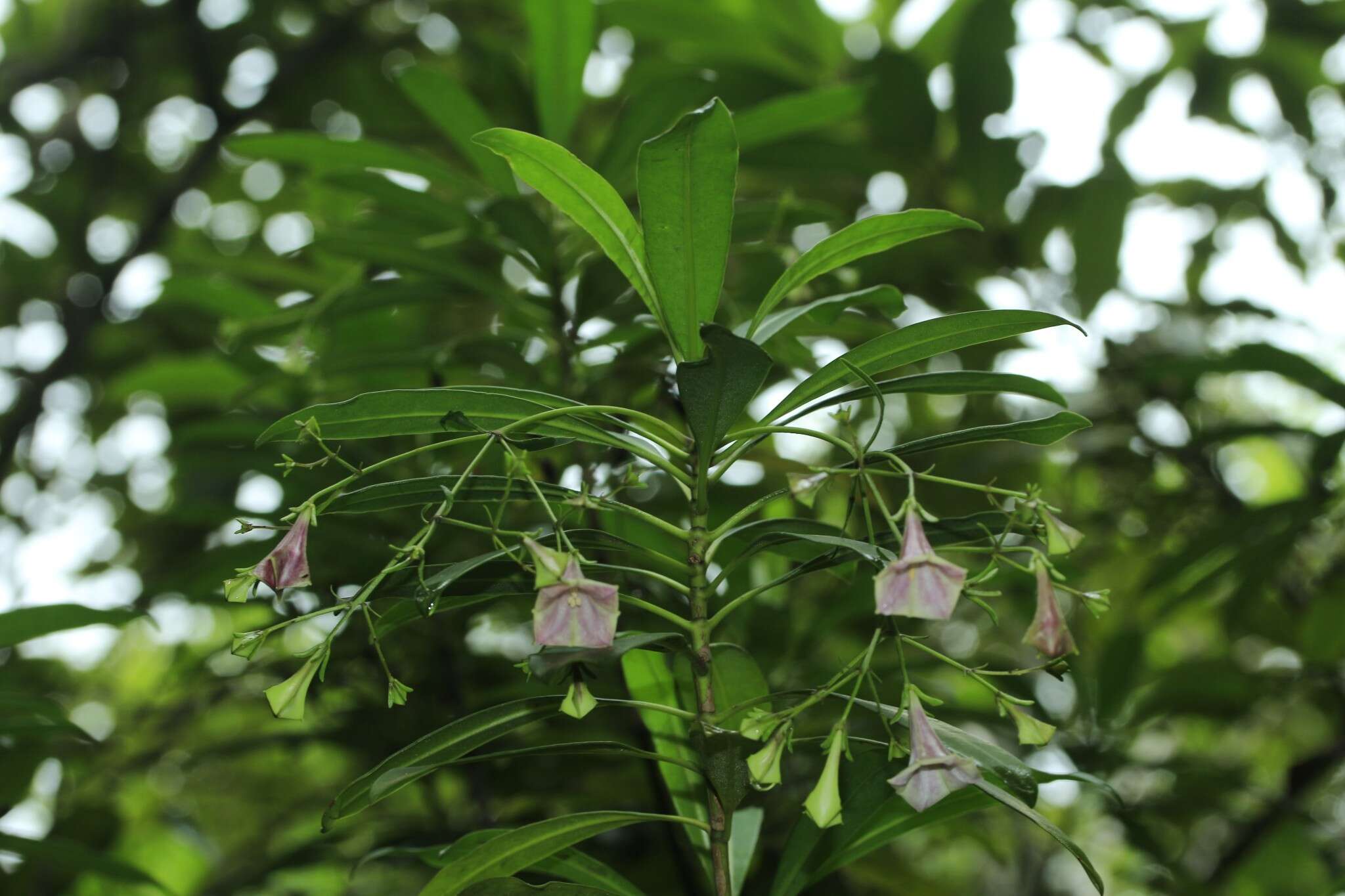 Image de Thiollierea parviflora (Schltr. & K. Krause) Barrabé & Mouly